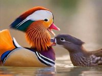 جوجه اردک نژاد ماندارین رنگی